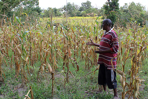 Anderson Kalama stands in his farm in Kilifi, Kenya