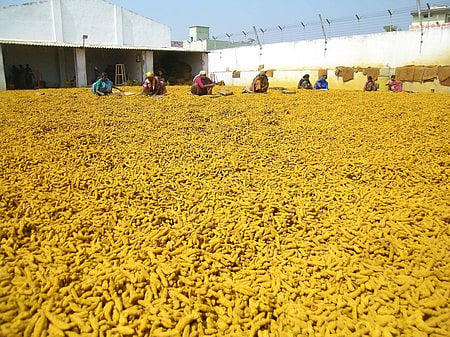 Farmers harvesting Turmeric in Erode district