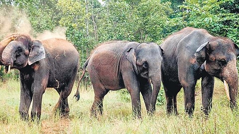 Image of elephants used for representational purposes only.