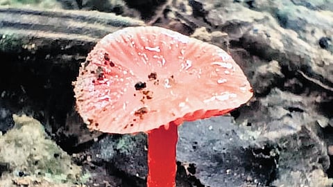 Kawal’s new resident is a newly
discovered mushroom