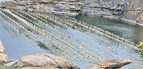 The trio converted an abandoned stone quarry at their village Hatalageri in Gadag into a pearl farm