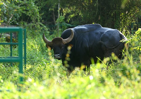 Representative image