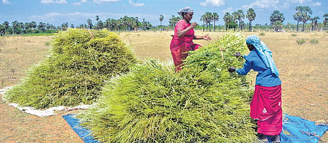 TN says 10.4 lakh tonnes of paddy has been procured as of October 24