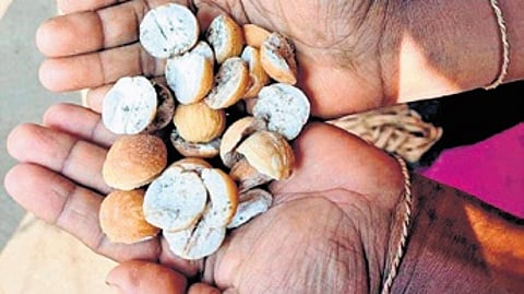 AIIMS-BBS starts research on Cycad tree over presence of potent neurotoxin