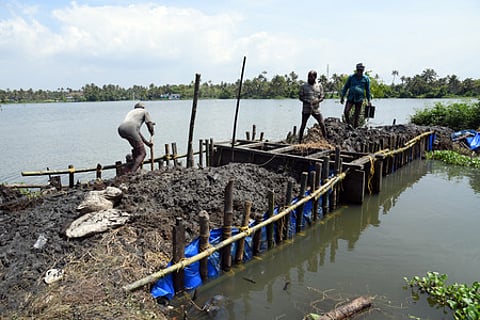 Prawn farmers get the paddy fields ready before releasing the baby prawns.