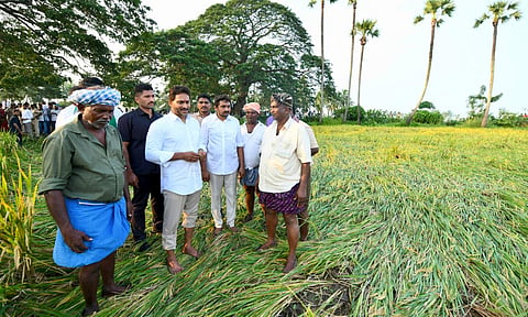 Former CM and YSRC president Jagan Mohan Reddy inspects the crops damaged during the cyclone Montha in Krishna district on Tuesday.