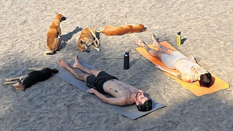 Foreigners unwind after a yoga session alongside stray dogs at Black Beach, Varkala in Thiruvananthapuram. Even as Kerala grapples with rising concerns over stray dog attacks, such scenes reflect a coexistence between people and animals