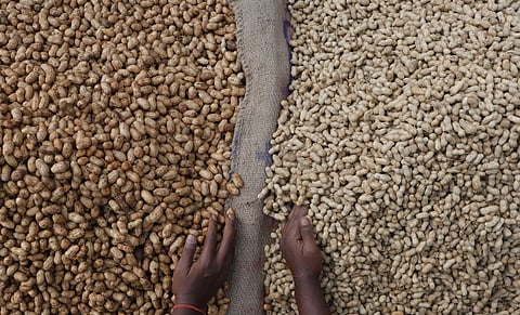 08/11/2025/Karnataka/Bangalore/A vendor separates hybrid groundnuts (left) from the Naati (country) groundnuts in
Malleswaram at the Kadalekai Parish