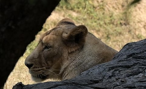 An asian lion