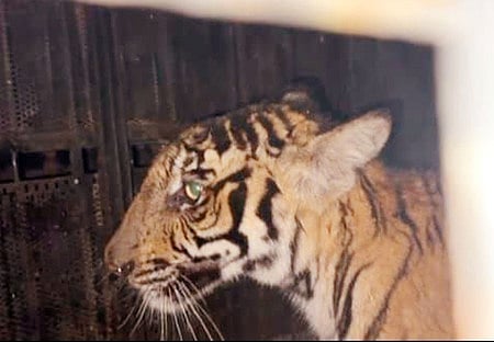 tiger