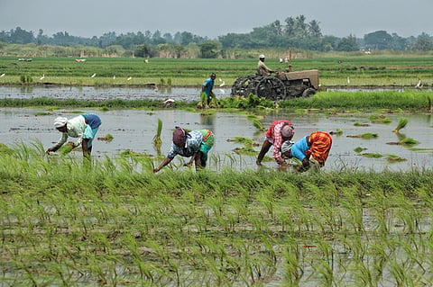 Farm workers engaged in transplanting paddy saplings in waterlogged fields at Reddichavady in Cuddalore