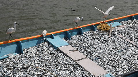 Sardines