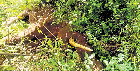 A tusker was found dead on a patta land in the Thadagam North forest beat on Saturday