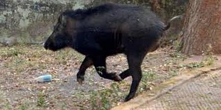 A GO permits the regulated culling of wild boars that stray into agricultural lands located more than three kilometres away from the boundary of Reserve Forests.