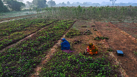 The action plan aims to secure crops, maintain production levels, and reduce cultivation costs even in low-rainfall scenarios.