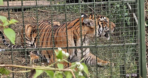 A male tiger that killed 13 cows.