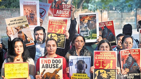 Animal lovers spam Supreme Court with letter petitions, urge rollback of stray dog removal order