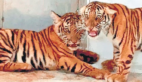 The rescued tiger cubs at the Koorgalli rehabilitation centre in Mysuru on Sunday. Foresters rescued the cubs from Gowdanakatte village in Hunsur taluk in Mysuru earlier in the day