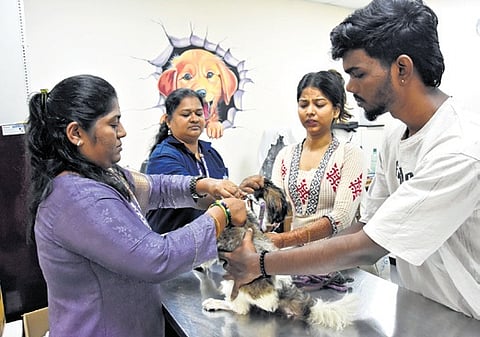 Veterinary doctors implanting microchips in pet dogs at Kannamapettai in T Nagar.