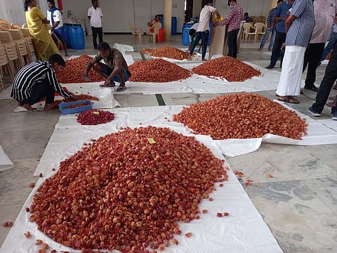Harvested nutmeg is kept for sale in Pollachi.