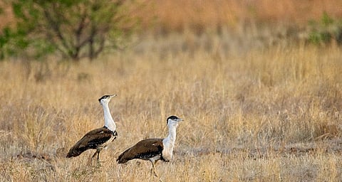 A pair of Great Indian Bustards in Ballari.