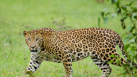 The Forest Department set up cages at five locations in and around the village to trap the suspected leopard