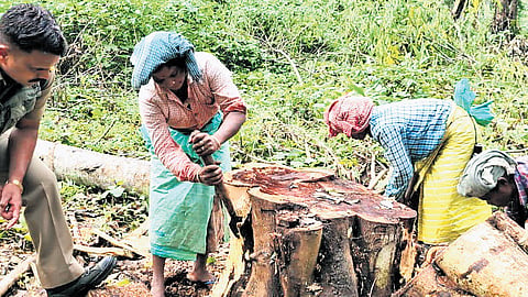 Senna is just one part of Tamil Nadu’s larger ecological challenge