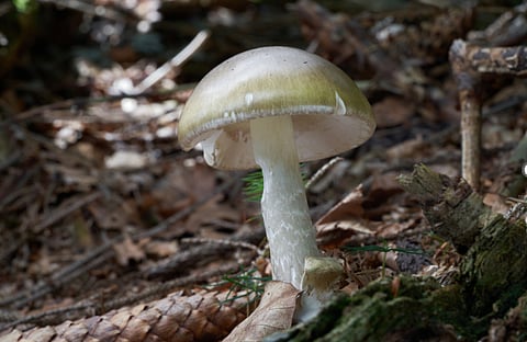 Wet weather fuels the growth of death cap mushrooms, and officials warn against any wild mushroom foraging to avoid confusion.