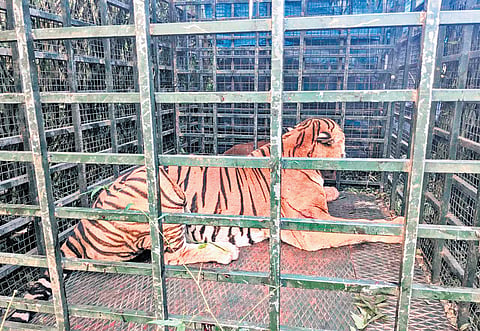 Forest staff found the big cat in a cage around 6.30 am on Thursday