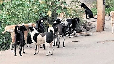 Stray dogs.