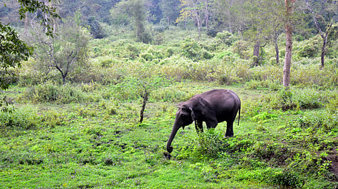 Image of a wild elephant u sed for representational purposes only.