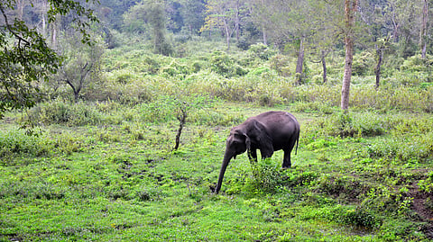 Wild elephant