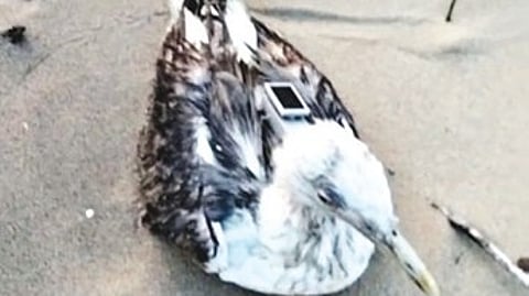Officials examined the seagull and GPS tracker, which bears the inscription ‘Eco-Environment Science, Chinese Academy of Sciences’.