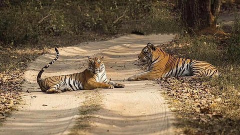 Madhya Pradesh, which has the highest leopard population in India, recorded 3,907 individuals as per the Status of Leopards in India 2022 report released in February 2024.