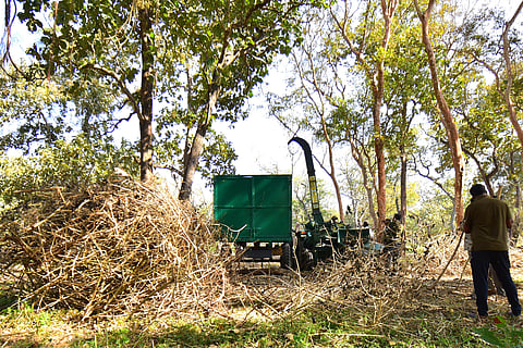 Lantana shrubs being processed at Bandipur Tiger Reserve