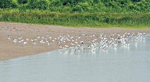 Migratory birds in Bhitarkanika
