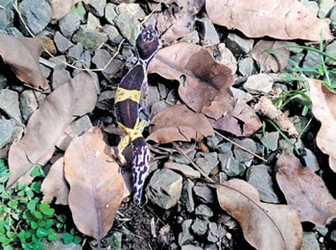 Rare ‘leopard Gecko’ lizard found
accidentally in MP tiger reserve