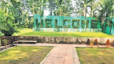 Facelift for Daringbadi coffee garden
to boost tourism in Kandhamal district