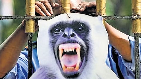 Delhi Assembly admits defeat, hires humans to talk like langurs to scare monkeys