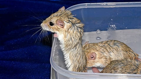 Smugglers target a wide range of endangered and protected species, particularly Pangolins, Rhino Horns, Tiger Parts, Elephant Tusks (ivory), and Turtles and Tortoises.