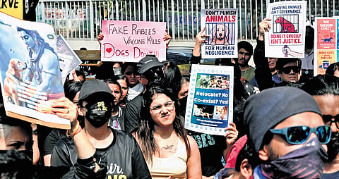 South Bengaluru Cares members and volunteers protest against ‘state-sanctioned cruelty’ towards community animals, at Freedom Park on Sunday | Shashidhar Byrappa