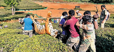 Forest staff carrying the tiger carcass in Porithiyada village on Monday