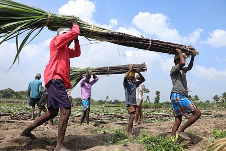 Farmers harvest and bundle sugarcane at Kadathur block in Dharmapuri district