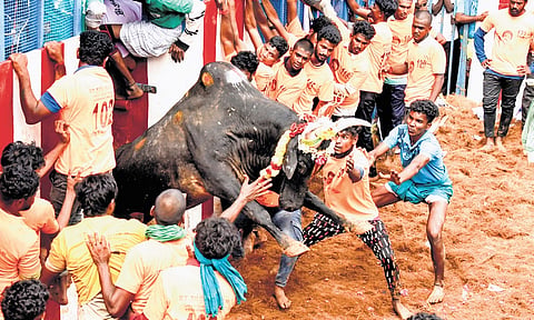 On average, between 1,000 and 2,000 bulls are registered for each event held in Madurai, Pudukkottai, Tiruchy, Sivaganga, and other districts.
