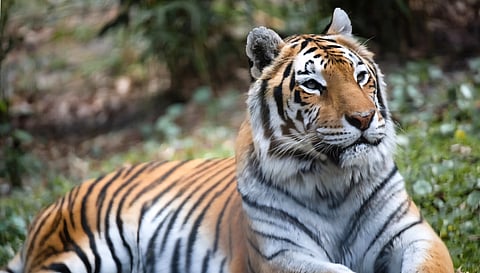 Mobile networks have become tools for coordinating wildlife sightings, resulting in the dangerous convergence of dozens of safari vehicles at a single location.