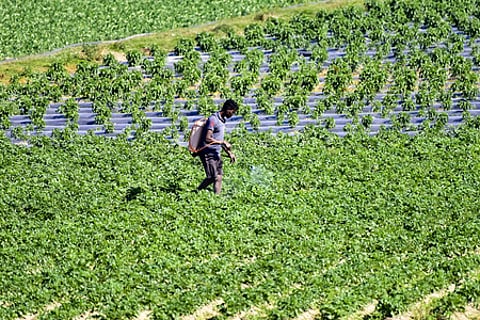 Agriculture