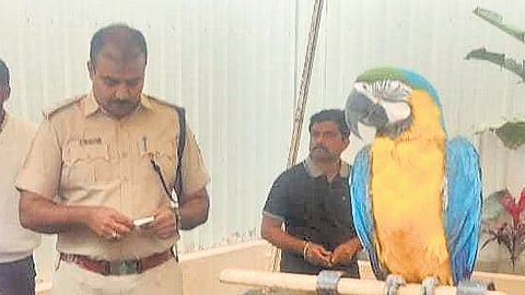Forest officials raided the Wild Pour pub on the Hennur-Bagalur Main Road on Sunday.