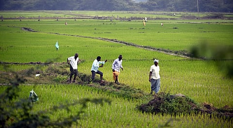 Farmers walk along the bunds amid lush green paddy fields in Karimnagar, reflecting the rural rhythm of the cultivation season