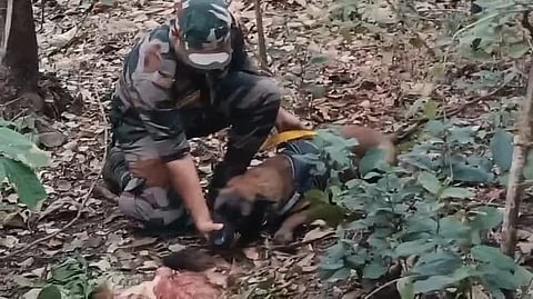 Forest dog scade caught the poacher in Chennur forest division in mancherial district.