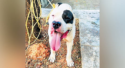 Pit bull